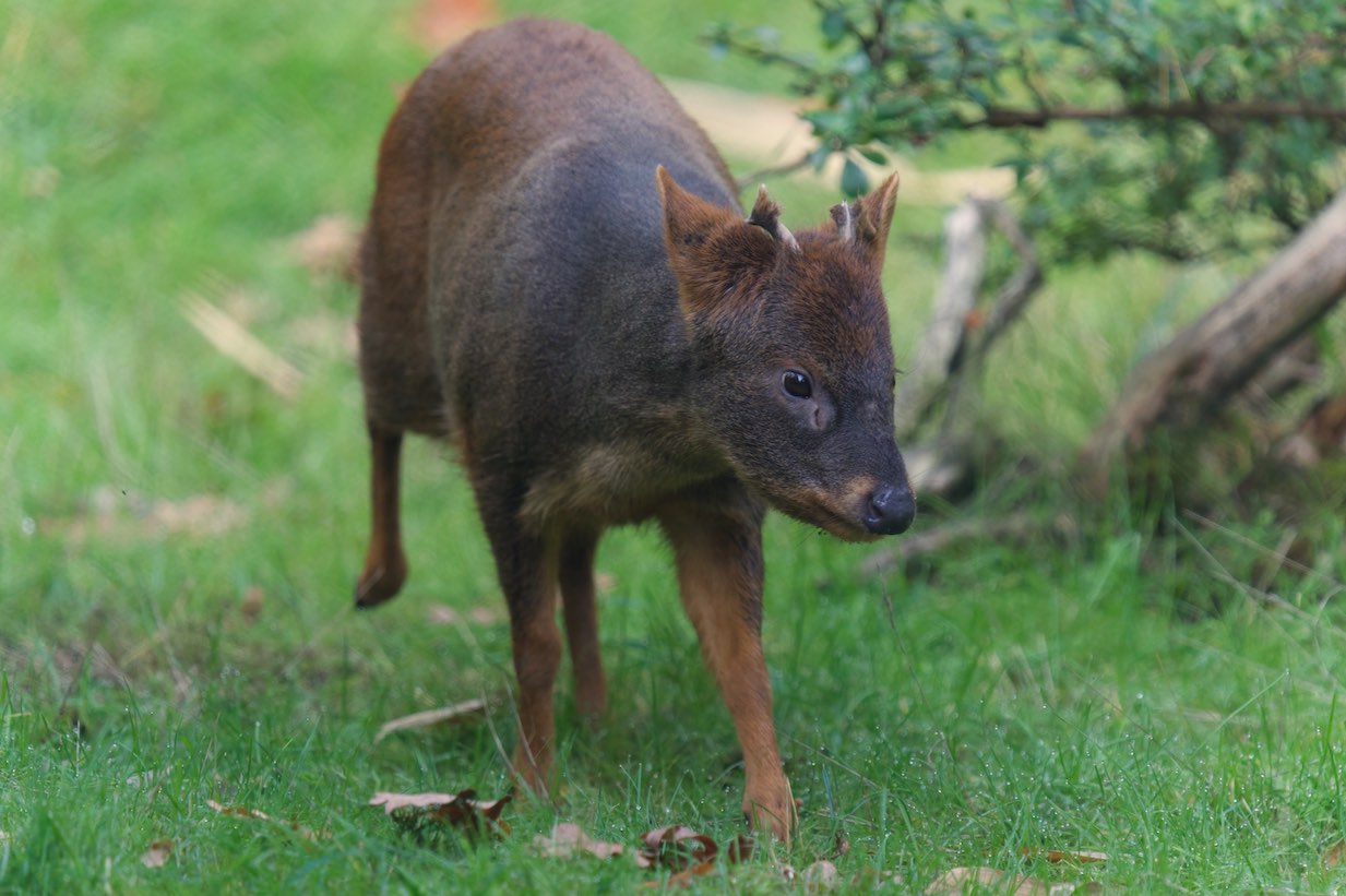 Pudu 3 1006